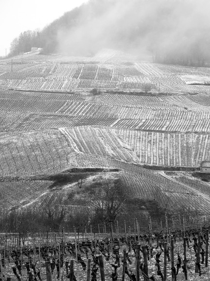 Weinberge bei Chateau-Chalon