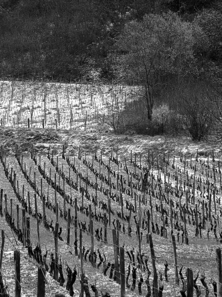 Vineyard near Chateau-Chalon