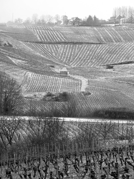 Weinberge bei Chateau-Chalon im Neuschnee