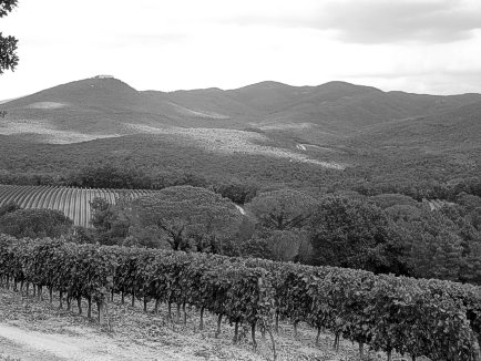 Vineyards of Grattamacco