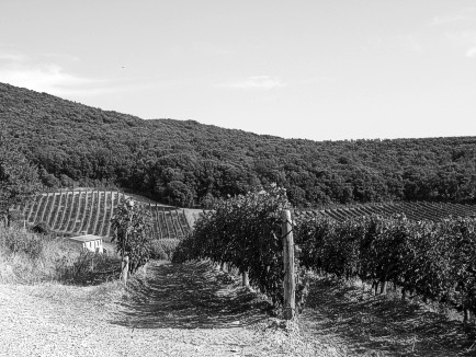 Ein Sassicaia-Weinberg unterhalb Castiglioncello